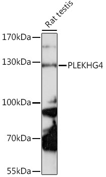 Western blot analysis of extracts of rat testis using PLEKHG4 Polyclonal Antibody at 1:1000 dilution.