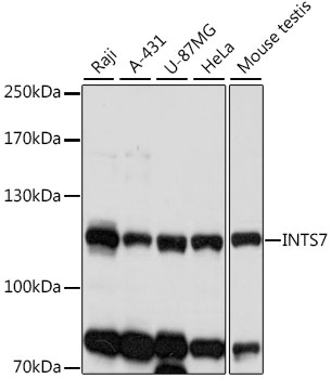 Western blot analysis of extracts of various cell lines using INTS7 Polyclonal Antibody at 1:1000 dilution.