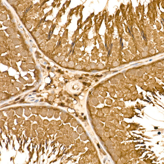 Immunohistochemistry of paraffin-embedded Rat testis using HN1 Polyclonal Antibody at dilution of 1:150 (20x lens).Perform high pressure antigen retrieval with 10 mM citrate buffer pH 6.0 before commencing with IHC staining protocol.