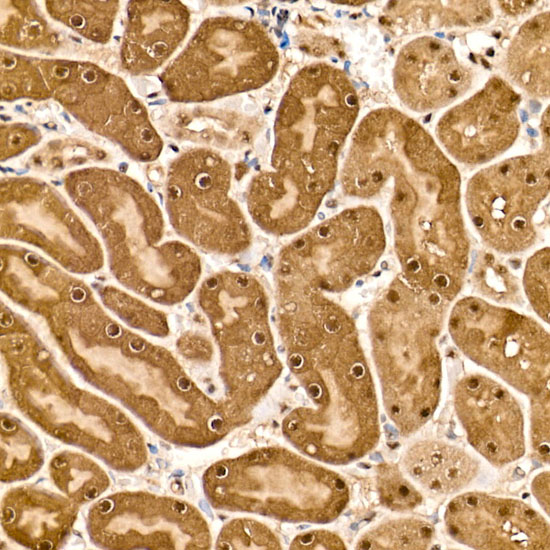 Immunohistochemistry of paraffin-embedded Mouse kidney using HN1 Polyclonal Antibody at dilution of 1:100 (20x lens).Perform high pressure antigen retrieval with 10 mM citrate buffer pH 6.0 before commencing with IHC staining protocol.