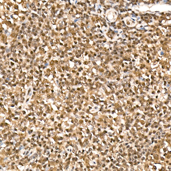 Immunohistochemistry of paraffin-embedded Human tonsil using HN1 Polyclonal Antibody at dilution of 1:100 (20x lens).Perform high pressure antigen retrieval with 10 mM citrate buffer pH 6.0 before commencing with IHC staining protocol.