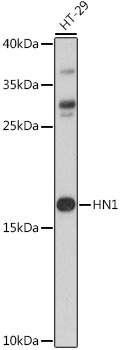 Western blot analysis of extracts of HT-29 cells using HN1 Polyclonal Antibody at 1:1000 dilution.