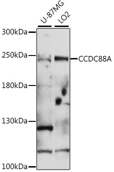 Western blot analysis of extracts of various cell lines using CCDC88A Polyclonal Antibody at 1:1000 dilution.