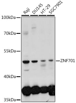 Western blot analysis of extracts of various cell lines using ZNF701 Polyclonal Antibody at 1:1000 dilution.