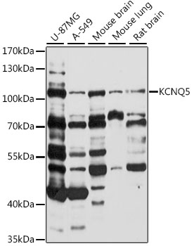 Western blot analysis of extracts of various cell lines using KCNQ5 Polyclonal Antibody at 1:1000 dilution.