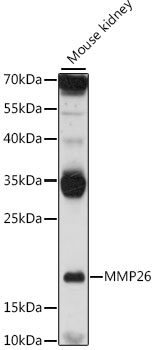 Western blot analysis of extracts of mouse kidney using MMP26 Polyclonal Antibody at 1:1000 dilution.