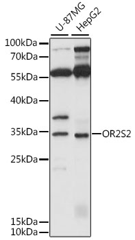 Western blot analysis of extracts of various cell lines using OR2S2 Polyclonal Antibody at 1:1000 dilution.