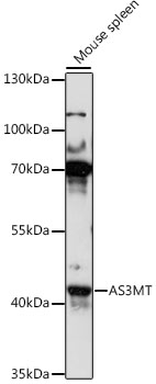 Western blot analysis of extracts of mouse spleen using AS3MT Polyclonal Antibody at 1:1000 dilution.