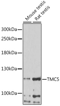 Western blot analysis of extracts of various cell lines using TMC5 Polyclonal Antibody at 1:1000 dilution.