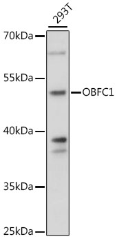 Western blot analysis of extracts of 293T cells using OBFC1 Polyclonal Antibody at 1:1000 dilution.