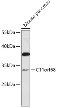 Western blot analysis of extracts of Mouse pancreas using C11orf68 Polyclonal Antibody at 1:1000 dilution.