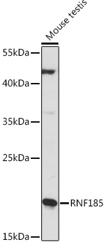 Western blot analysis of extracts of Mouse testis using RNF185 Polyclonal Antibody at1:1000 dilution.