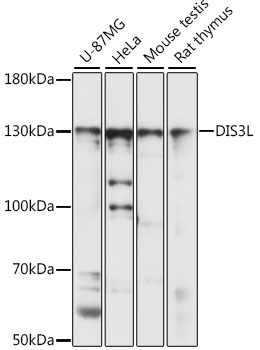 Western blot analysis of extracts of various cell lines using DIS3L Polyclonal Antibody at 1:1000 dilution.