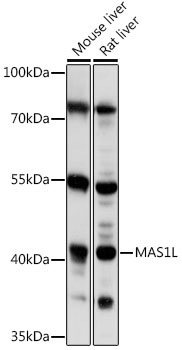 Western blot analysis of extracts of various cell lines using MAS1L Polyclonal Antibody at 1:1000 dilution.