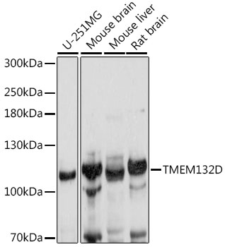 Western blot analysis of extracts of various cell lines using TMEM132D Polyclonal Antibody at 1:1000 dilution.