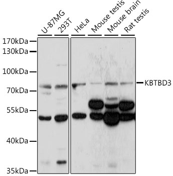 Western blot analysis of extracts of various cell lines using KBTBD3 Polyclonal Antibody at 1:1000 dilution.