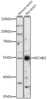 Western blot analysis of extracts of various cell lines using EFCAB3 Polyclonal Antibody at 1:1000 dilution.