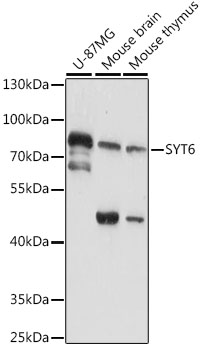 Western blot analysis of extracts of various cell lines using SYT6 Polyclonal Antibody at 1:1000 dilution.