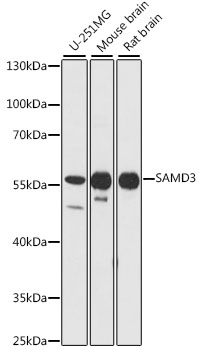 Western blot analysis of extracts of various cell lines using SAMD3 Polyclonal Antibody at 1:1000 dilution.