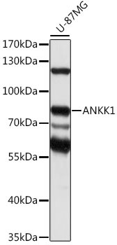 Western blot analysis of extracts of U-87MG cells using ANKK1 Polyclonal Antibody at 1:1000 dilution.