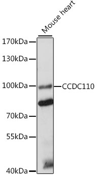 Western blot analysis of extracts of mouse heart using CCDC110 Polyclonal Antibody at 1:1000 dilution.