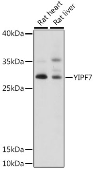 Western blot analysis of extracts of various cell lines using YIPF7 Polyclonal Antibody at 1:1000 dilution.