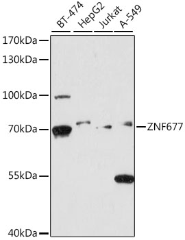 Western blot analysis of extracts of various cell lines using ZNF677 Polyclonal Antibody at 1:1000 dilution.