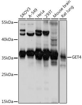 Western blot analysis of extracts of various cell lines using GET4 Polyclonal Antibody at 1:1000 dilution.