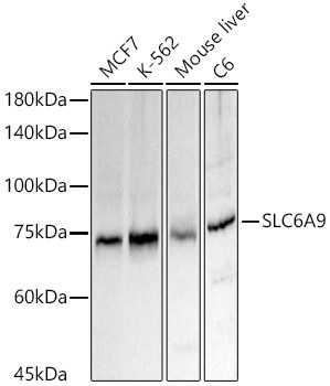 Western blot analysis of various lysates using SLC6A9 Polyclonal Antibody at 1:2000 dilution.