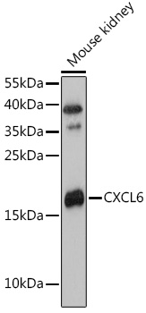 Western blot analysis of extracts of Mouse kidney using CXCL6 Polyclonal Antibody at 1:3000 dilution.