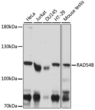 Western blot analysis of extracts of various cell lines using RAD54B Polyclonal Antibody at 1:1000 dilution.