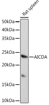 Western blot analysis of extracts of Rat spleen using AICDA Polyclonal Antibody at 1:1000 dilution.