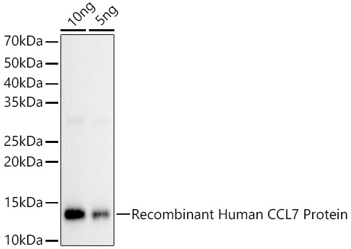 Western blot analysis of various lysates using CCL7 Polyclonal Antibody at 1:1000 dilution.