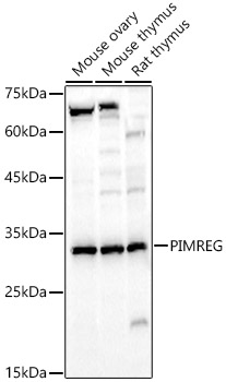 Western blot analysis of various lysates using PIMREG Polyclonal Antibody at 1:700 dilution.