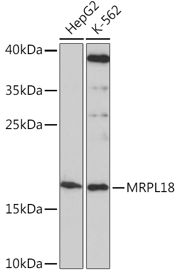 Western blot analysis of extracts of various cell lines using MRPL18 Polyclonal Antibody at1:1000 dilution.