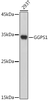 Western blot analysis of extracts of 293T cells using GGPS1 Polyclonal Antibody at 1:1000 dilution.