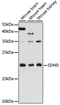 Western blot analysis of extracts of various cell lines using SDHD Polyclonal Antibody at 1:3000 dilution.