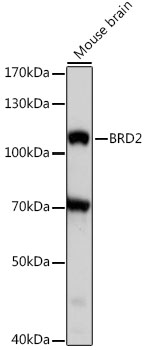 Western blot analysis of extracts of mouse brain using BRD2 Polyclonal Antibody at 1:1000 dilution.