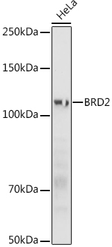 Western blot analysis of extracts of HeLa cells using BRD2 Polyclonal Antibody at 1:1000 dilution.HeLa cells were treated by NaCl (400mM)