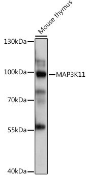 Western blot analysis of extracts of Mouse thymus using MAP3K11 Polyclonal Antibody at 1:1000 dilution.