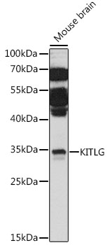 Western blot analysis of extracts of mouse brain using KITLG Polyclonal Antibody at 1:1000 dilution.