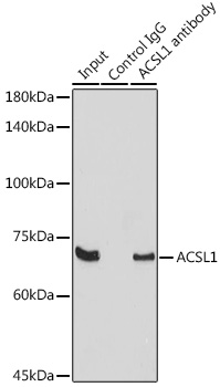 Immunoprecipitation analysis of 300ug extracts of Raji cells using 3ug ACSL1 Polyclonal Antibody. Western blot was performed from the immunoprecipitate using ACSL1 Polyclonal Antibody at a dilution of 1:1000.