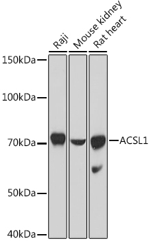 Western blot analysis of extracts of various cell lines using ACSL1 Polyclonal Antibody at 1:1000 dilution.