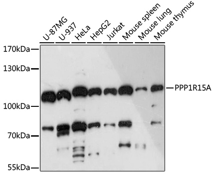 Western blot analysis of extracts of various cell lines using PPP1R15A Polyclonal Antibody at 1:3000 dilution.