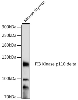 Western blot analysis of extracts of mouse thymus using PI3 Kinase p110 delta Polyclonal Antibody at 1:1000 dilution.