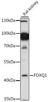 Western blot analysis of extracts of rat kidney using FOXQ1 Polyclonal Antibody at 1:1000 dilution.