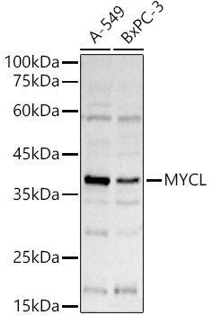 Western blot analysis of extracts of various cell lines using MYCL Polyclonal Antibody at 1:1000 dilution.