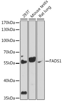 Western blot analysis of extracts of various cell lines using FADS1 Polyclonal Antibody at 1:1000 dilution.