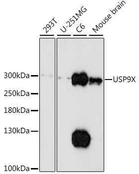 Western blot analysis of extracts of various cell lines using USP9X Polyclonal Antibody at 1:1000 dilution.