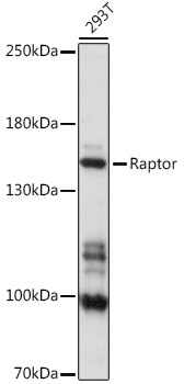 Western blot analysis of extracts of 293T cells using Raptor Polyclonal Antibody at 1:1000 dilution.